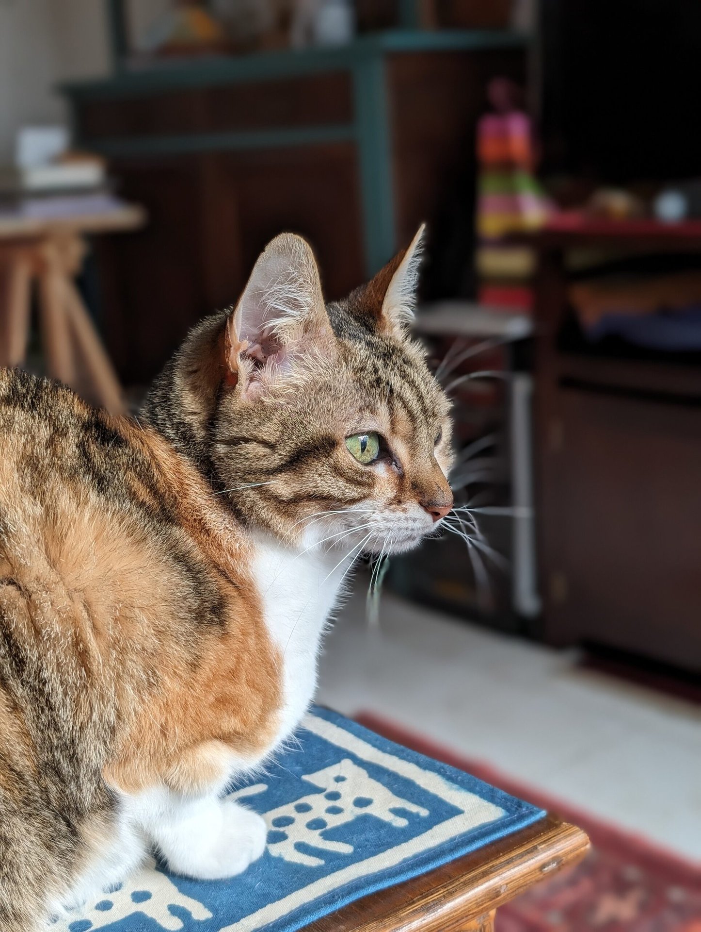 google pixel 8 pro camera sample cat portrait 2x 4