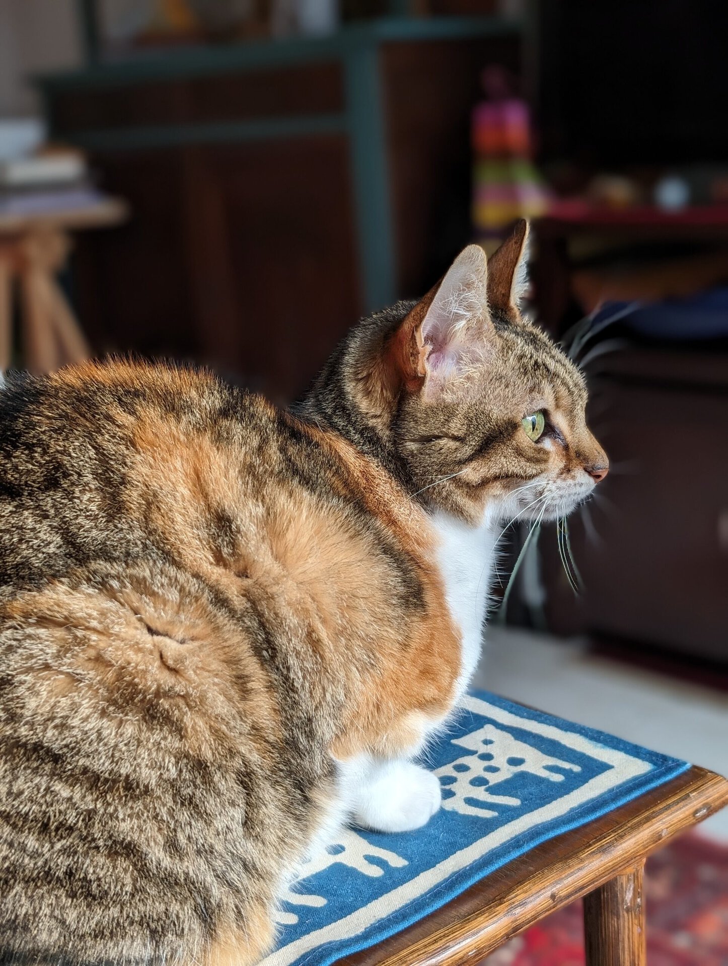 google pixel 8 pro camera sample cat portrait 2x 5