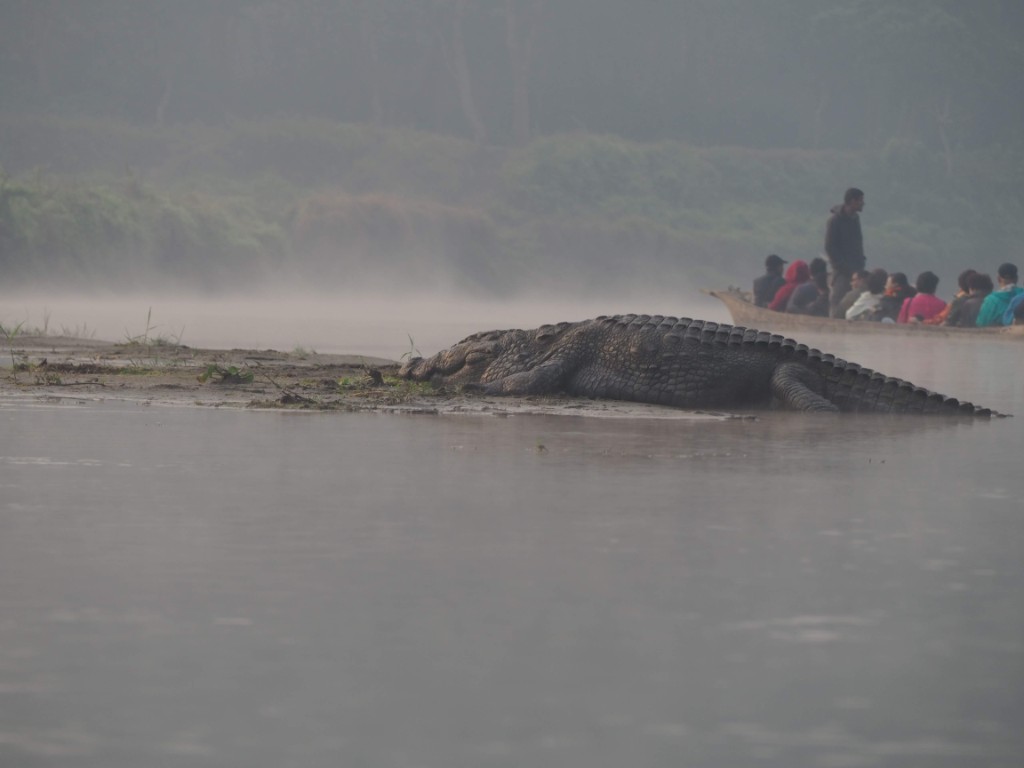 photo sample 1 crocodile in river original