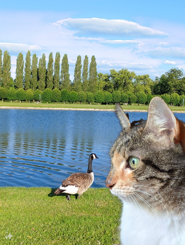 photo sample 23 cat looking at duck samsung generative ai add subject