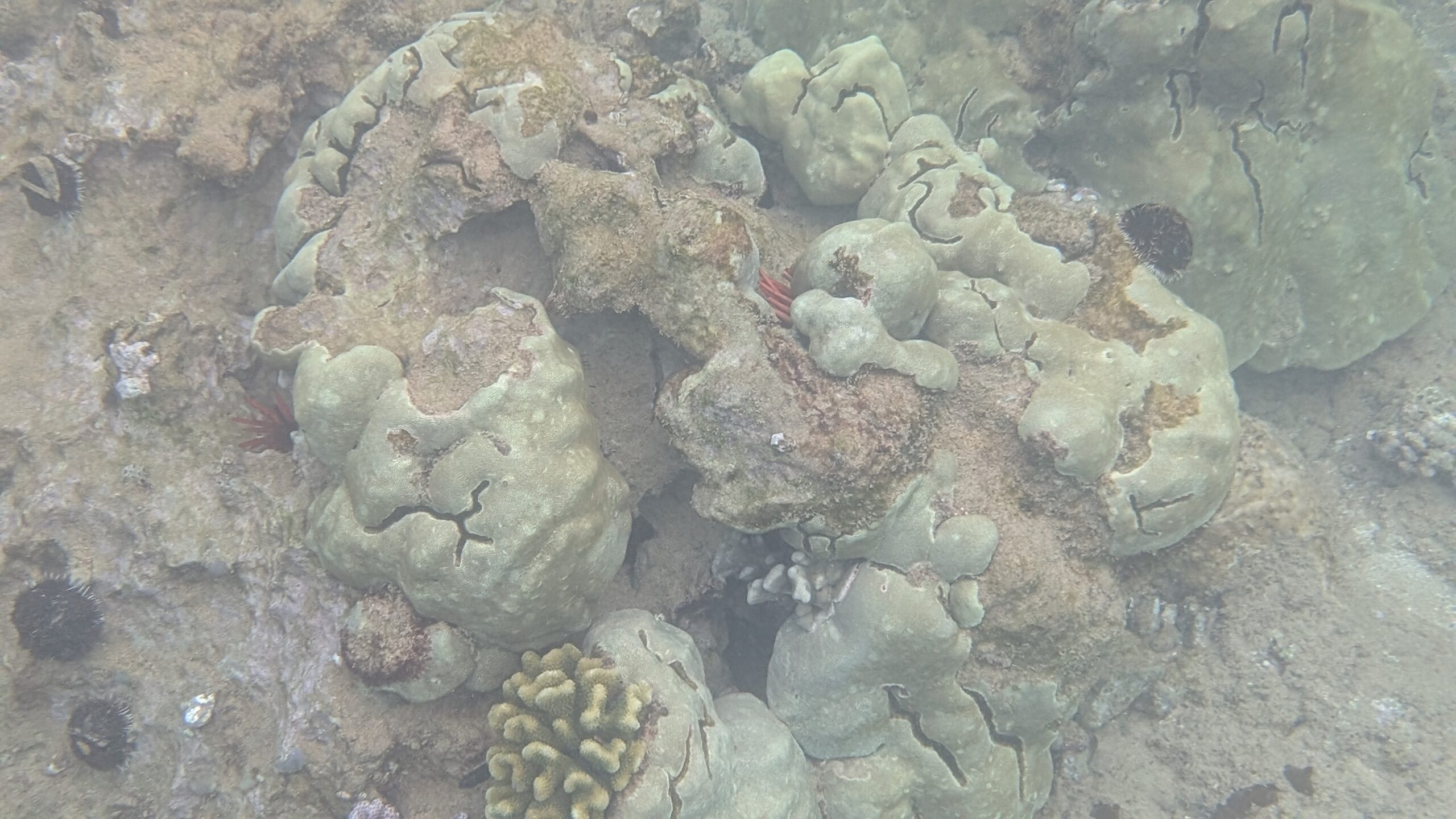 Pixel-9-Pro-Coral-Reef-Underwater-Mode-Off-scaled.jpg