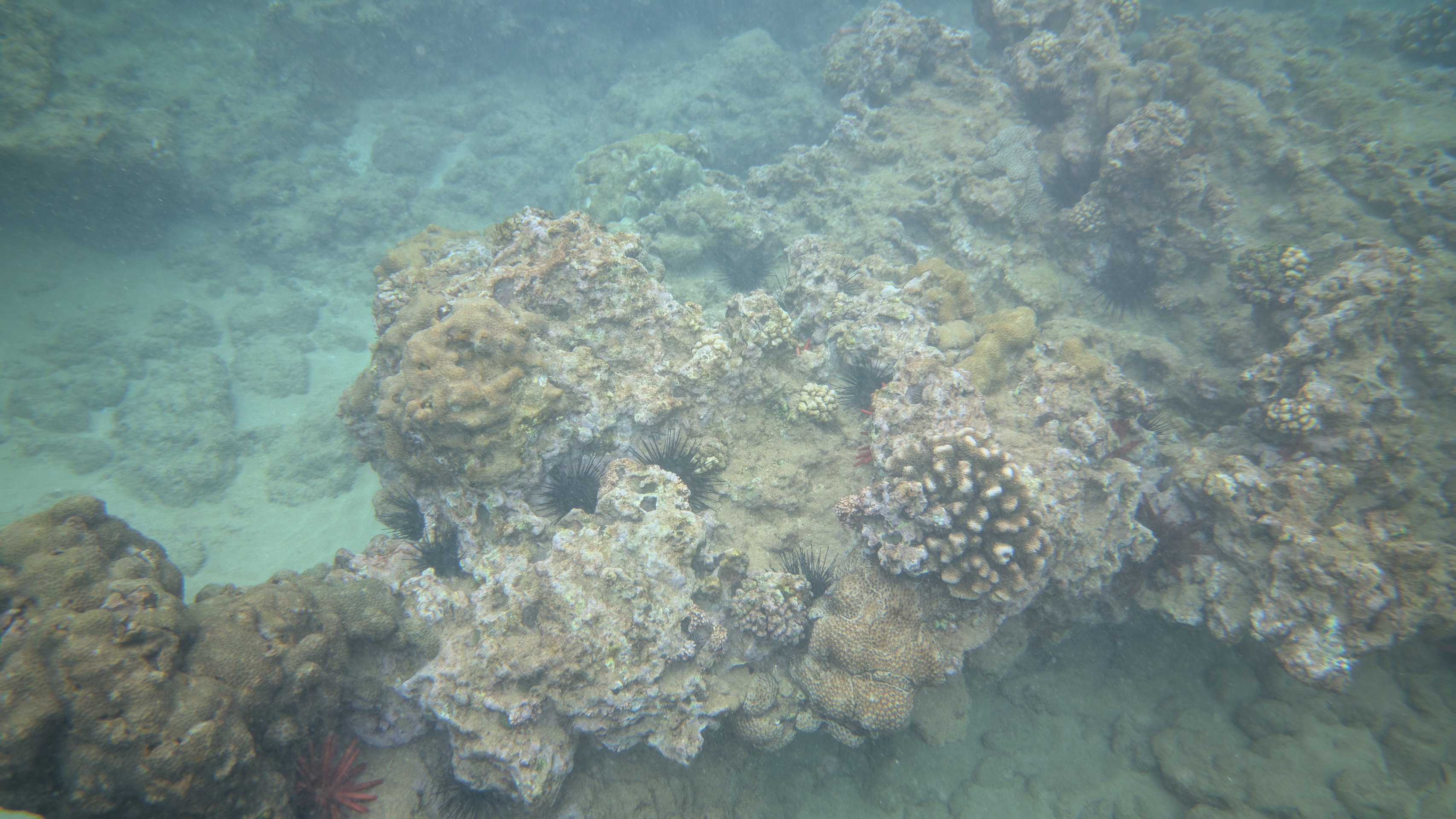 Pixel-9-Pro-Coral-Reef-Underwater-Mode-On.jpg