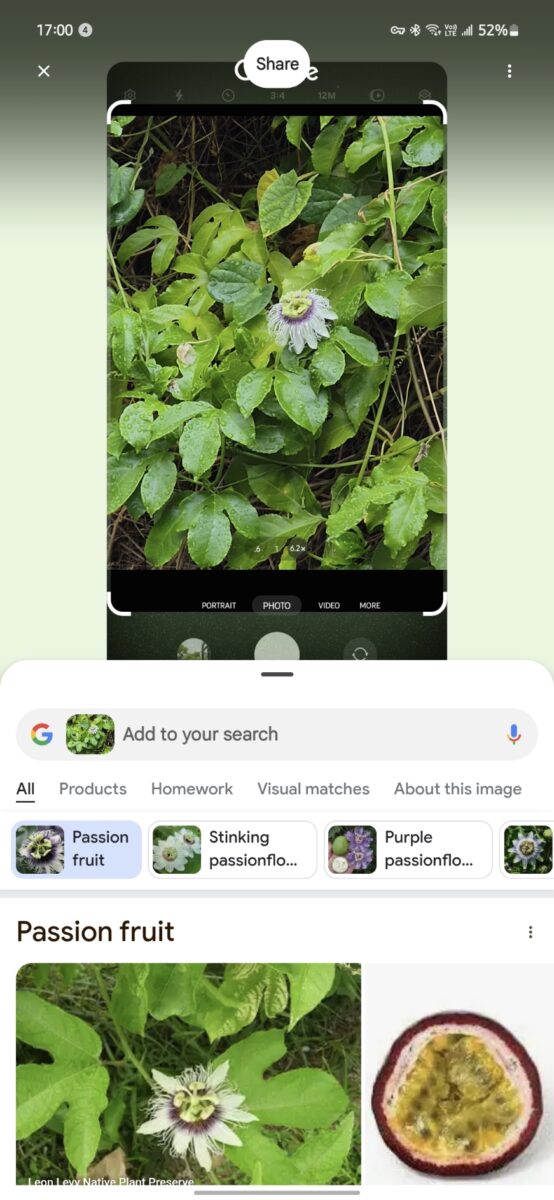Circle to Search is my favorite tool for identifying the birds and bees