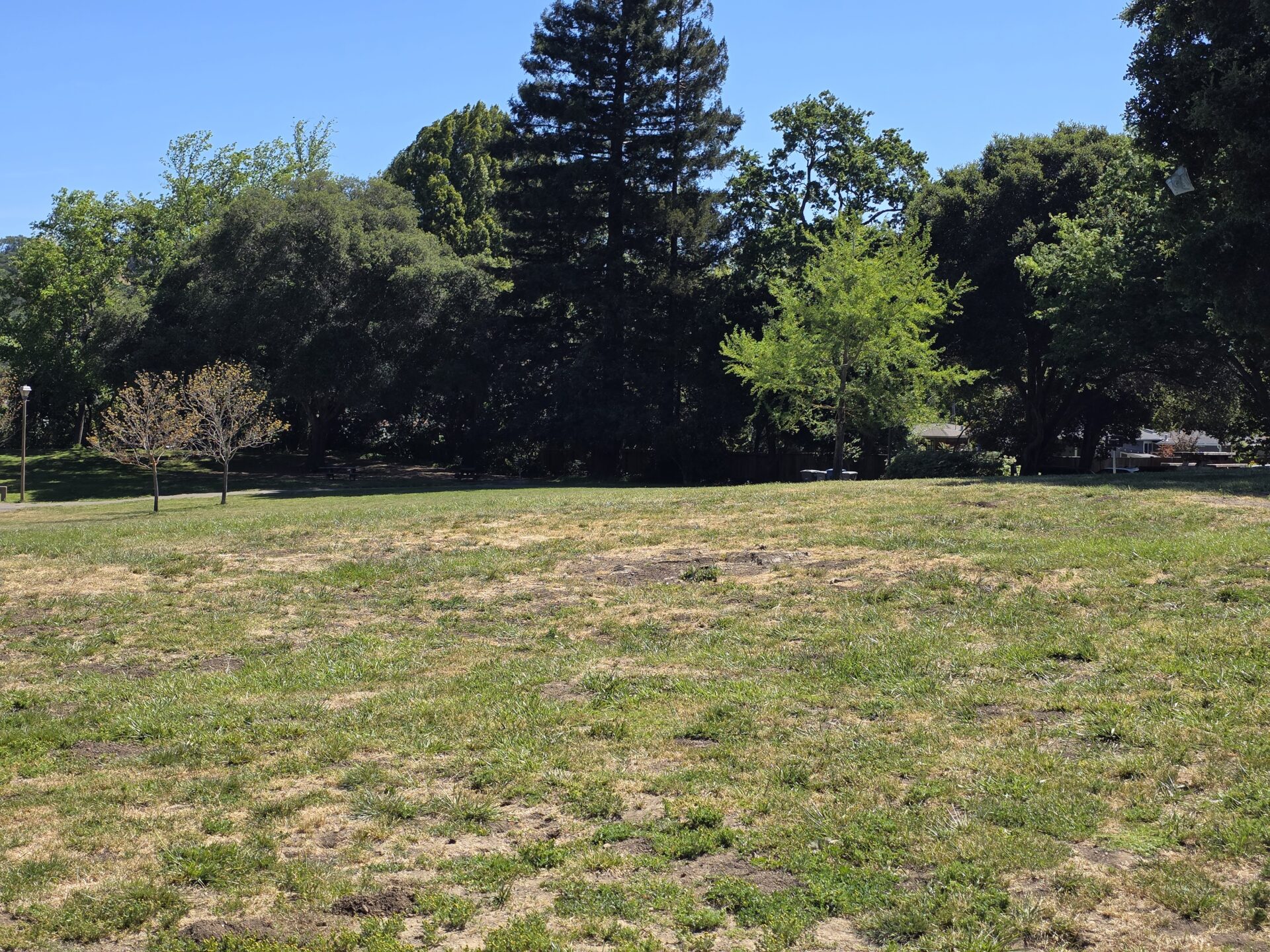 Flagship vs budget phone camera: Can you really see a difference?