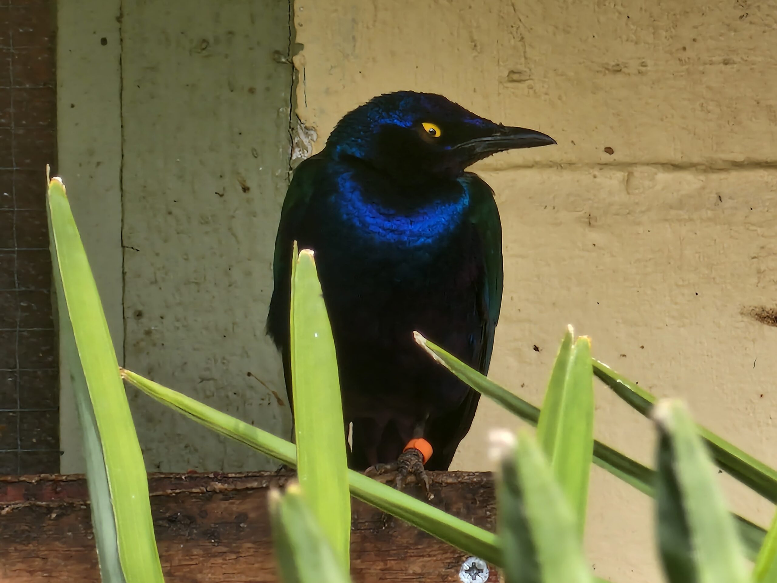 A photo of a Purple Starling