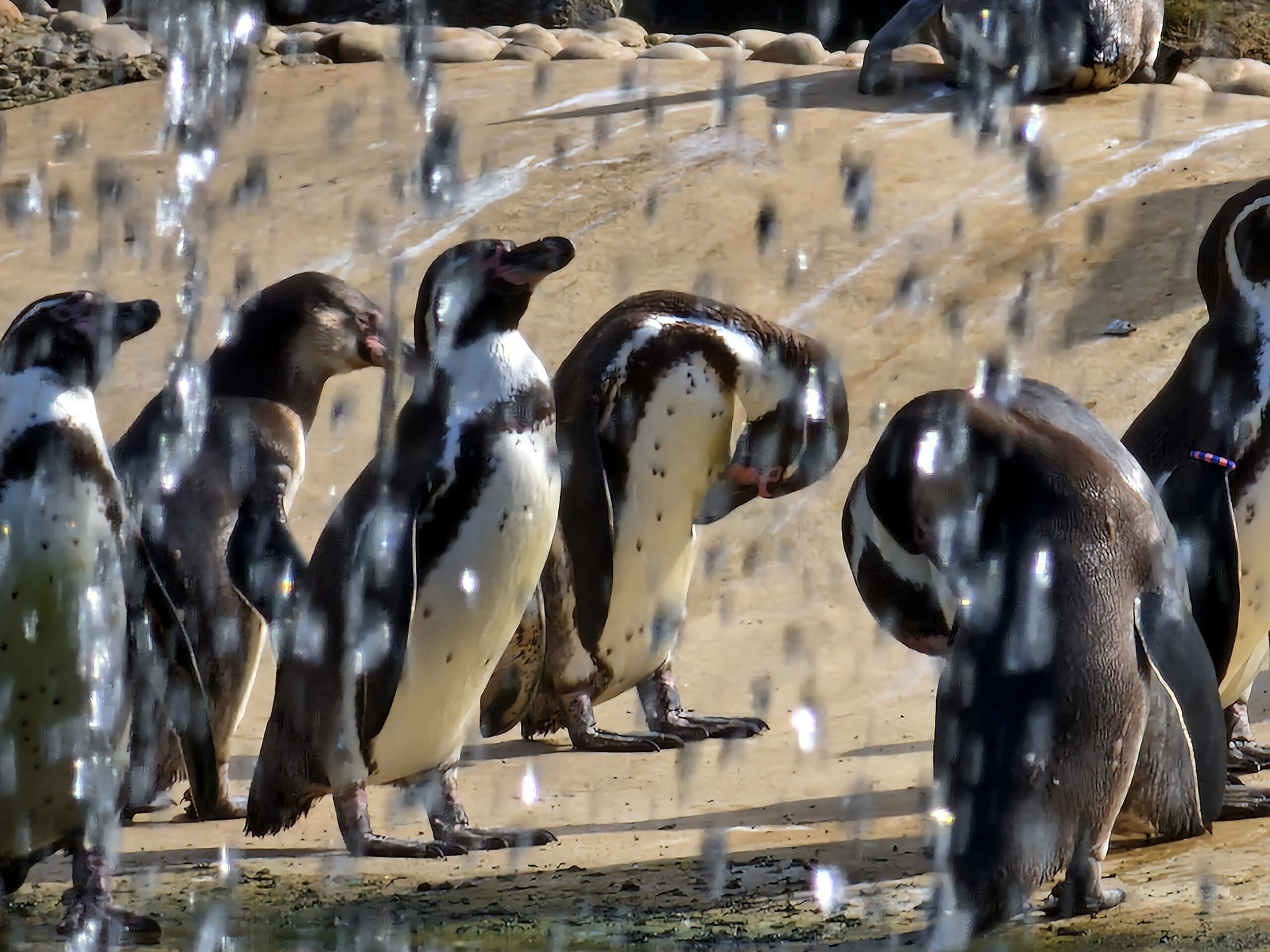 A photo of Penguins through a waterfall