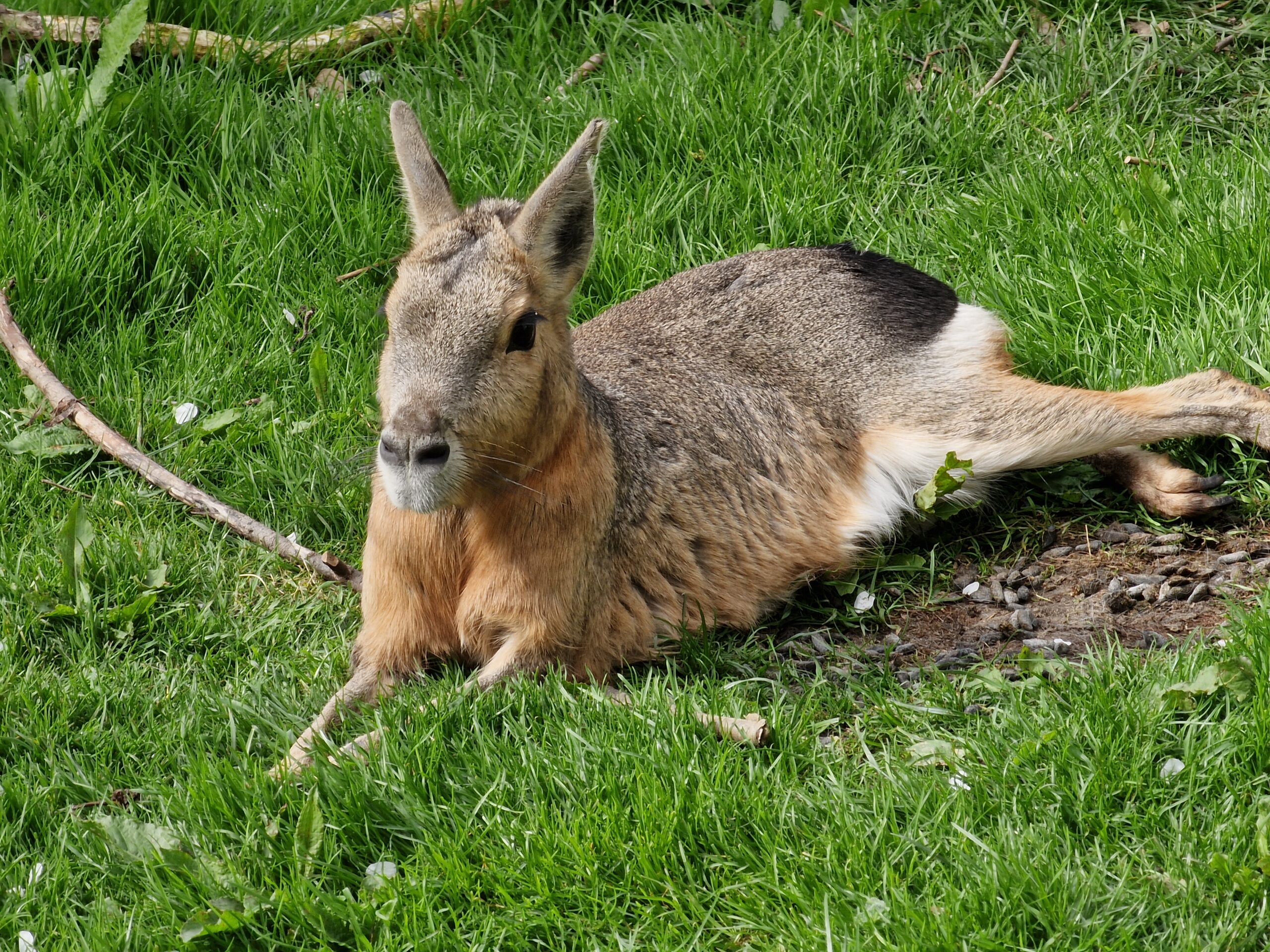 A photo of a Patagonian Mara
