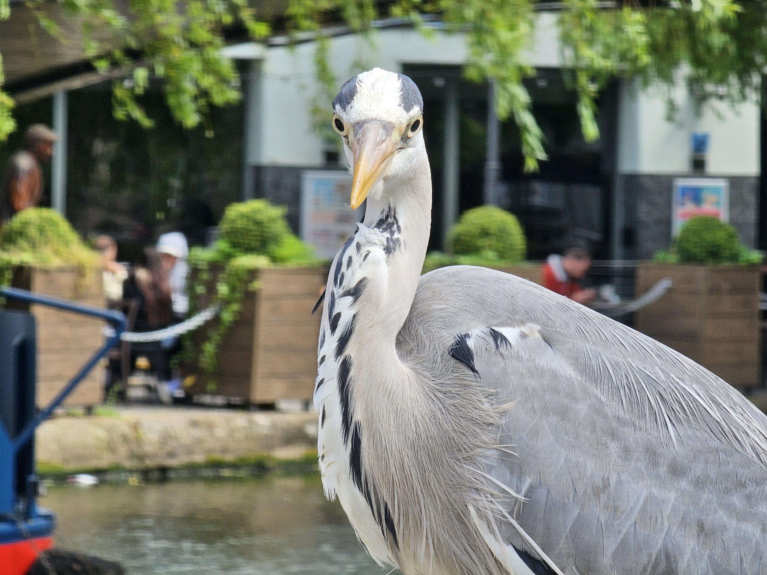 A photo of a Heron from the Galaxy S23 Ultra