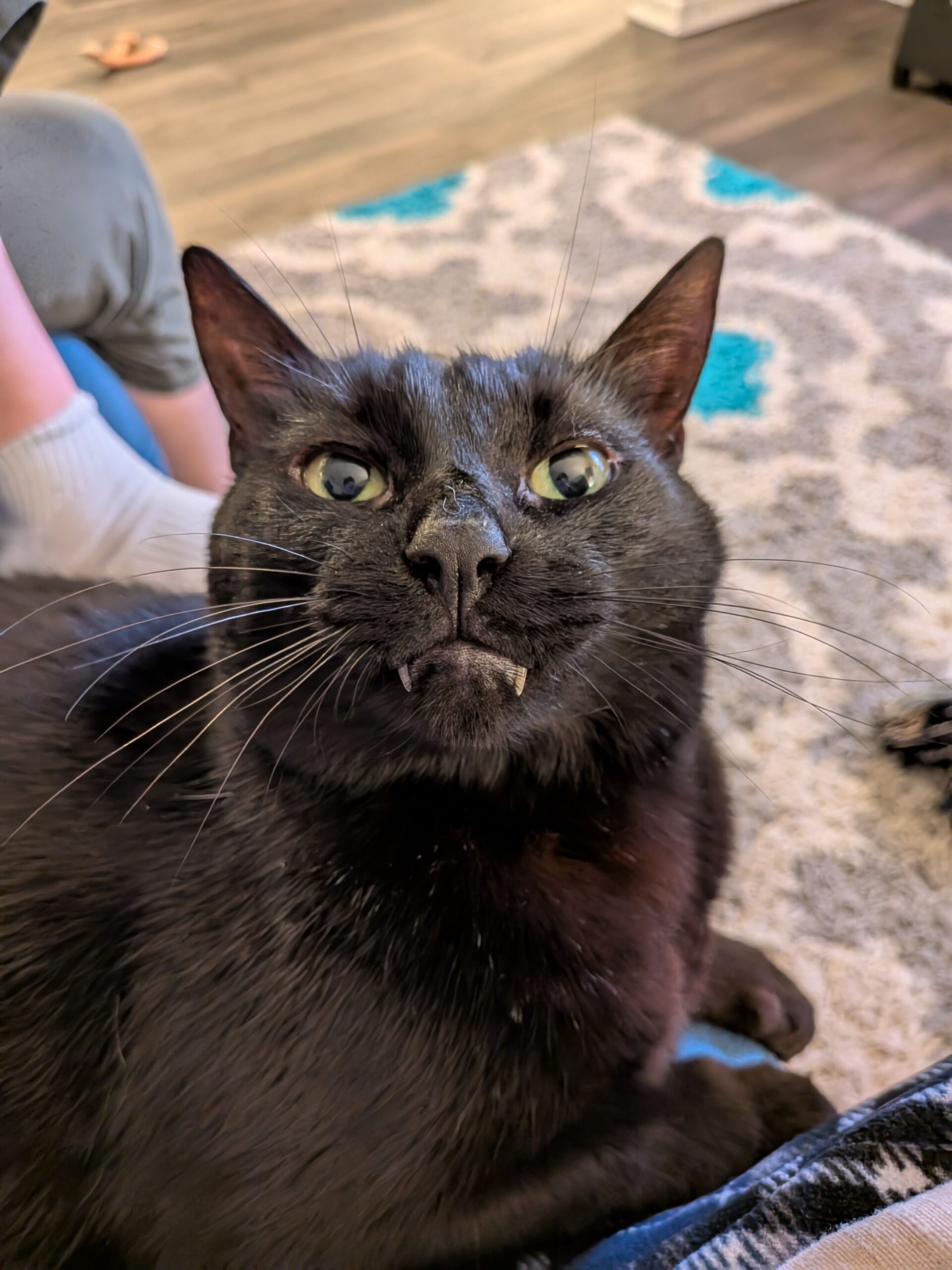 Photo of a black cat, taken with the Google Pixel 9a.