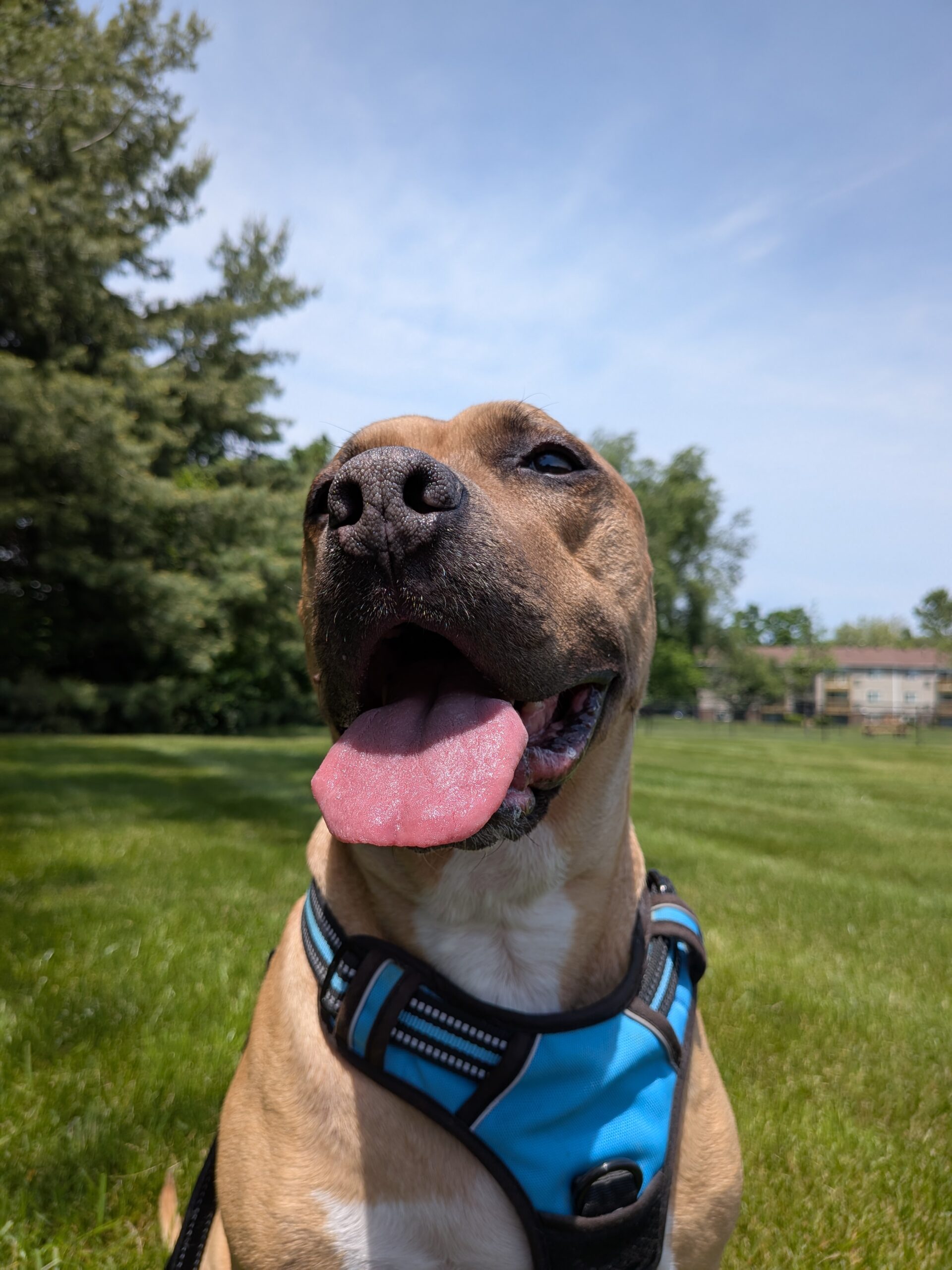 Photo of a dog outside, taken with the Google Pixel 9a.