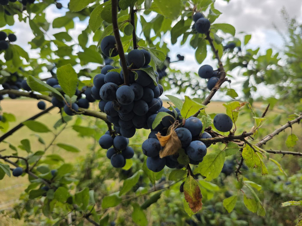 Galaxy S25 Ultra camera sample HDR berries