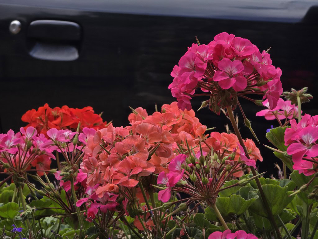 Galaxy S25 Ultra camera sample flowers