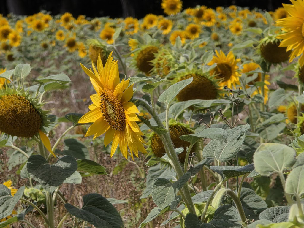 Galaxy S25 Ultra camera sample sunflower 10x zoom