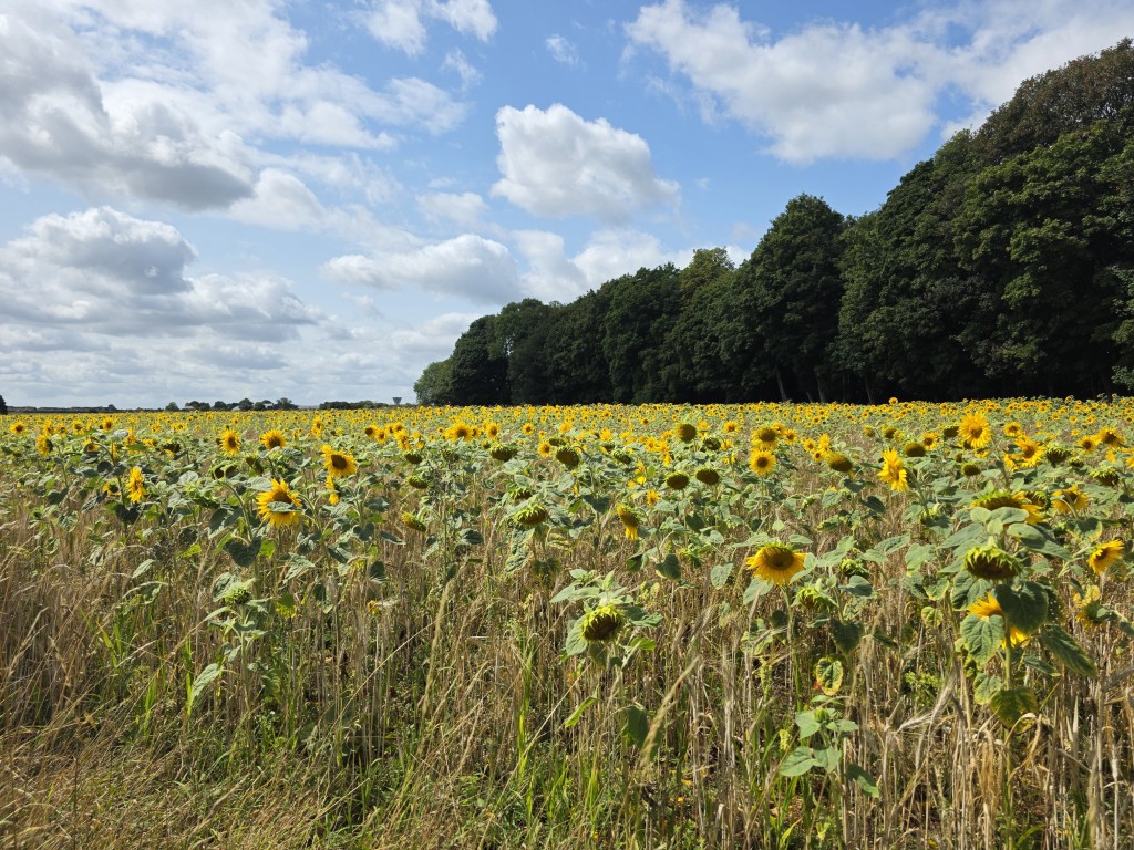 Galaxy S25 Ultra camera sample sunflower field