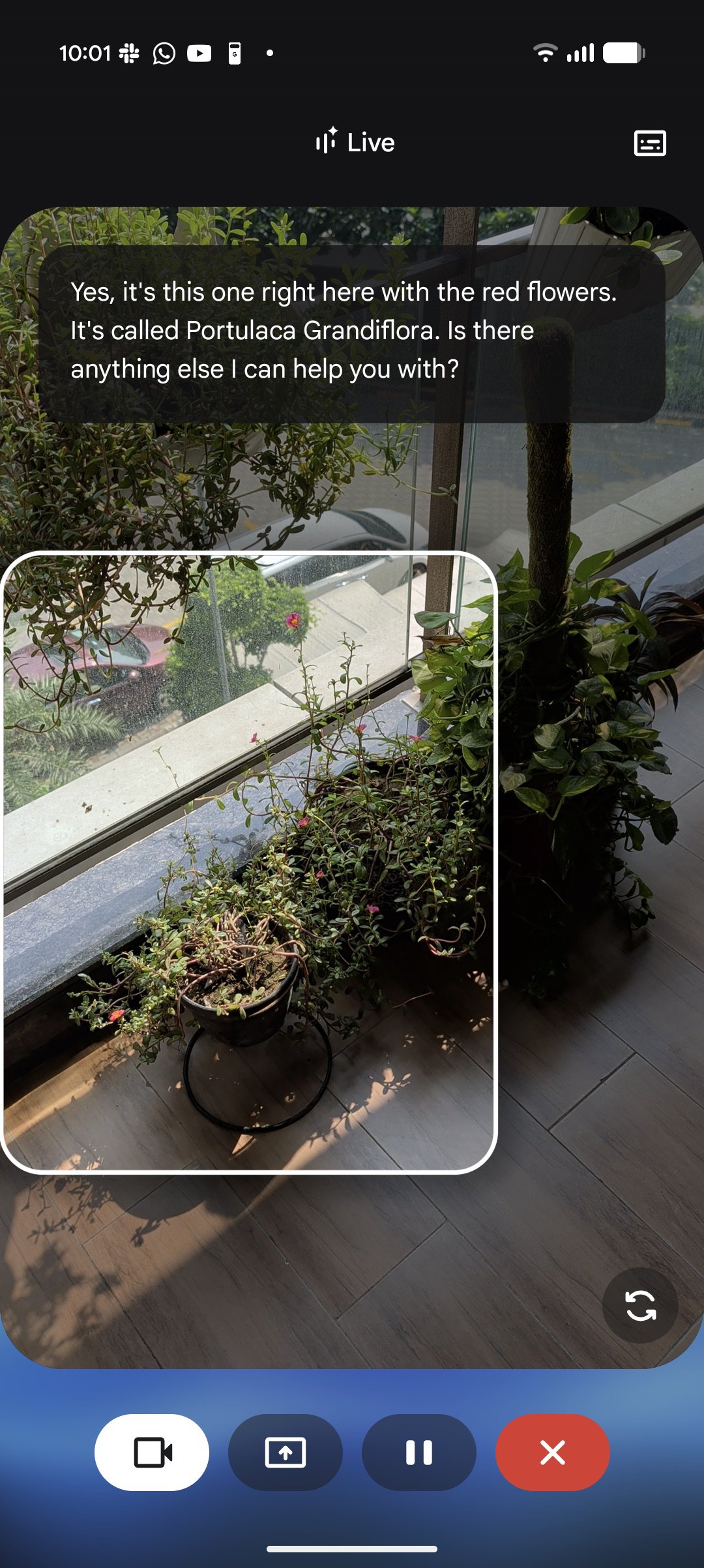 Gemini live visual guidance plant 3