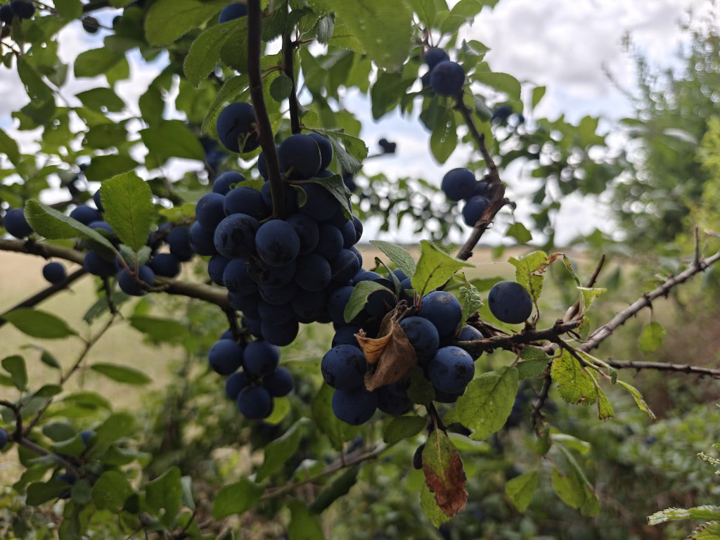 OnePlus-13-camera-sample-HDR-berries