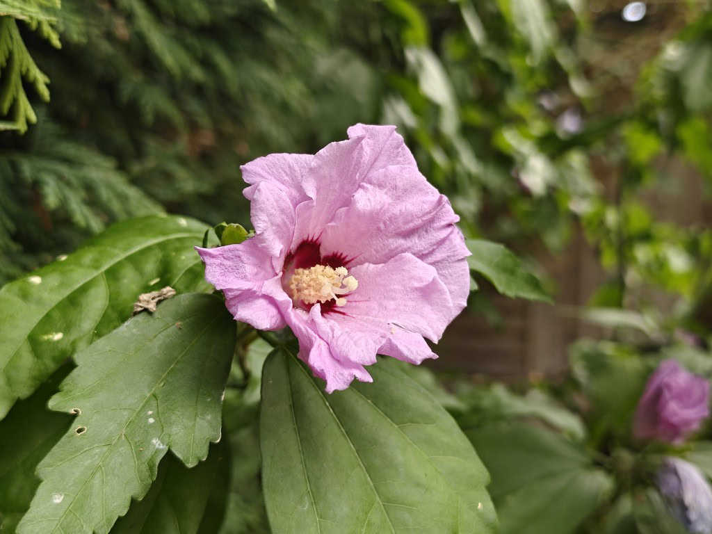 OnePlus-13-camera-sample-flower-color-2x