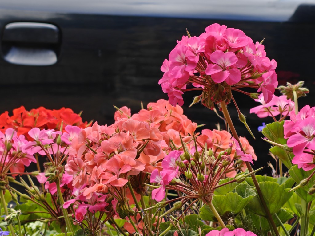 OnePlus-13-camera-sample-flowers