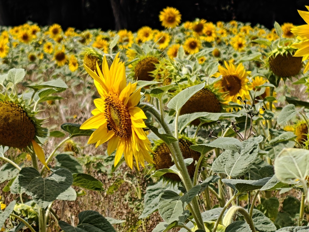OnePlus-13-camera-sample-sunflower-10x-zoom