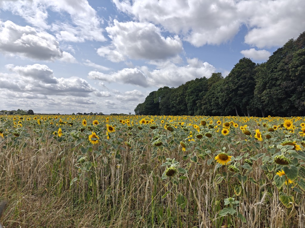 OnePlus-13-camera-sample-sunflower-field