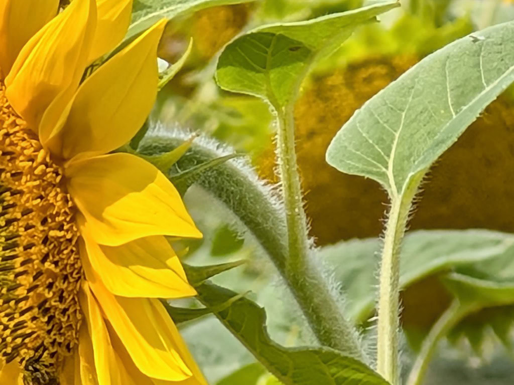 Pixel 9 Pro XL 10x zoom sunflower