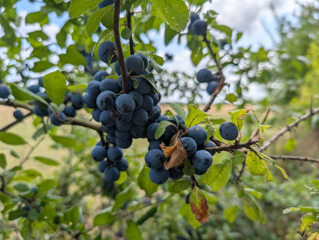 Pixel 9 Pro XL camera sample HDR berries