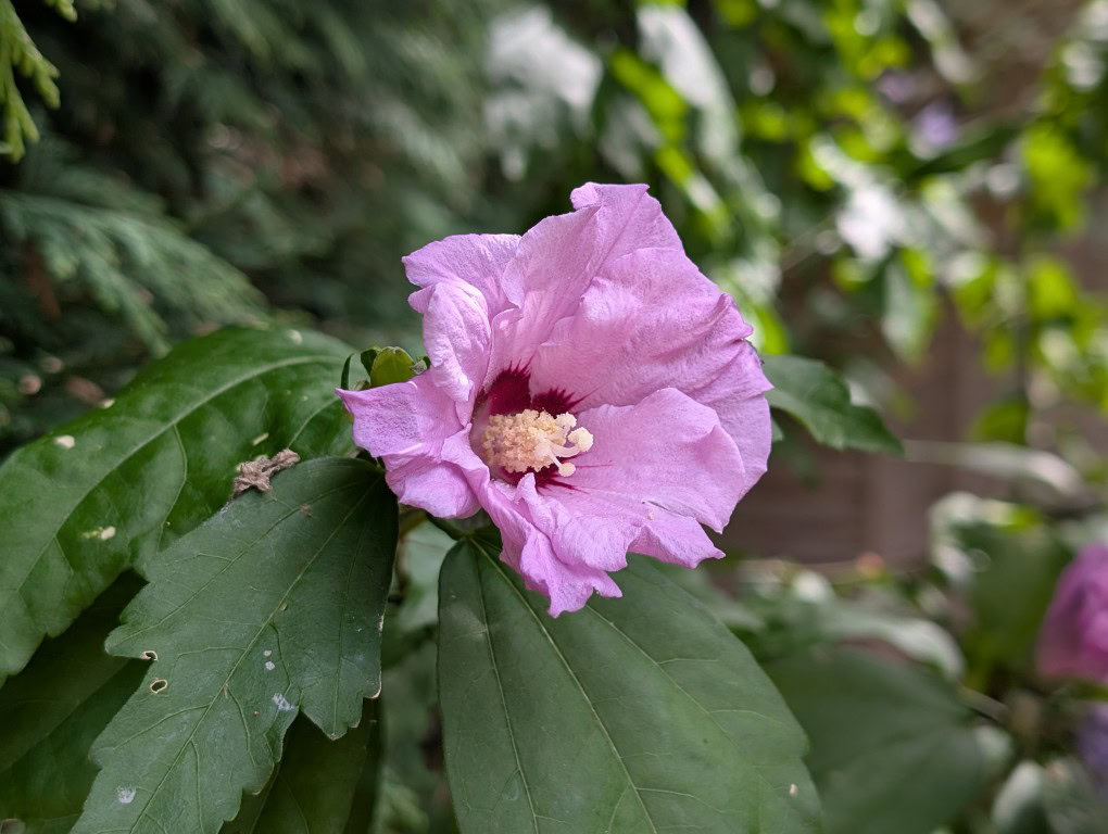 Pixel 9 Pro XL camera sample flower color 2x