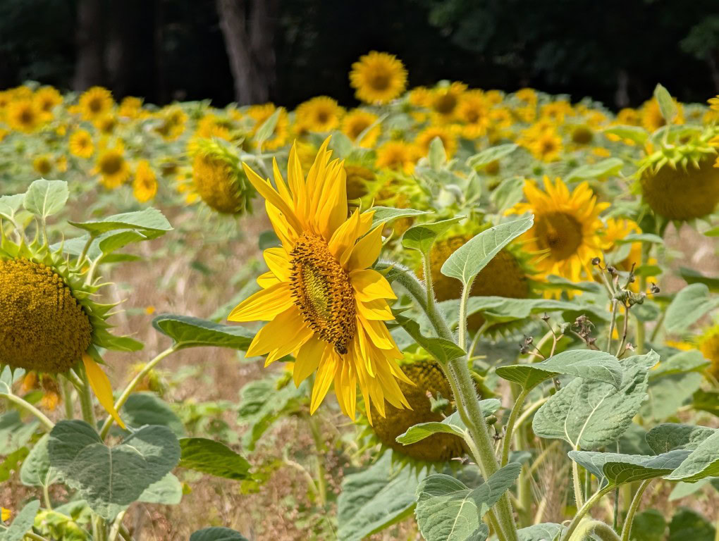 Pixel 9 Pro XL camera sample sunflower 10x zoom