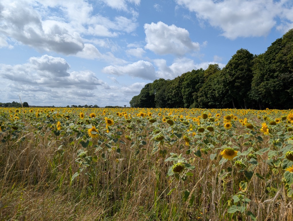 Pixel 9 Pro XL camera sample sunflower field