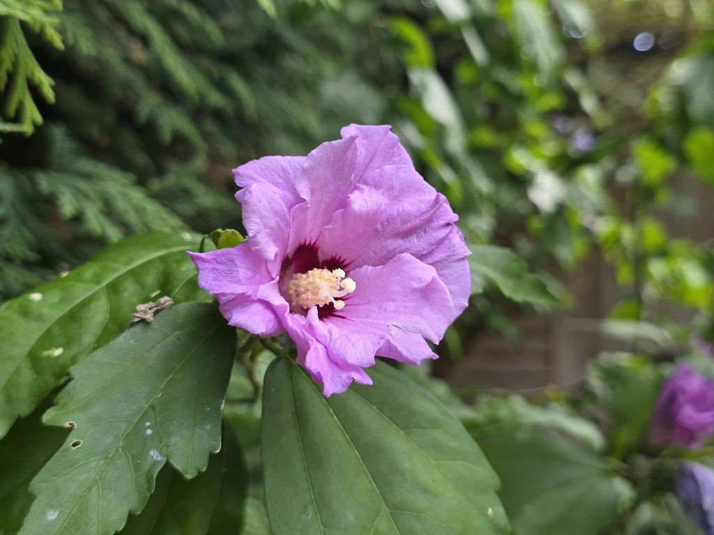 Samsung Galaxy S25 Ultra camera sample flower color 2x