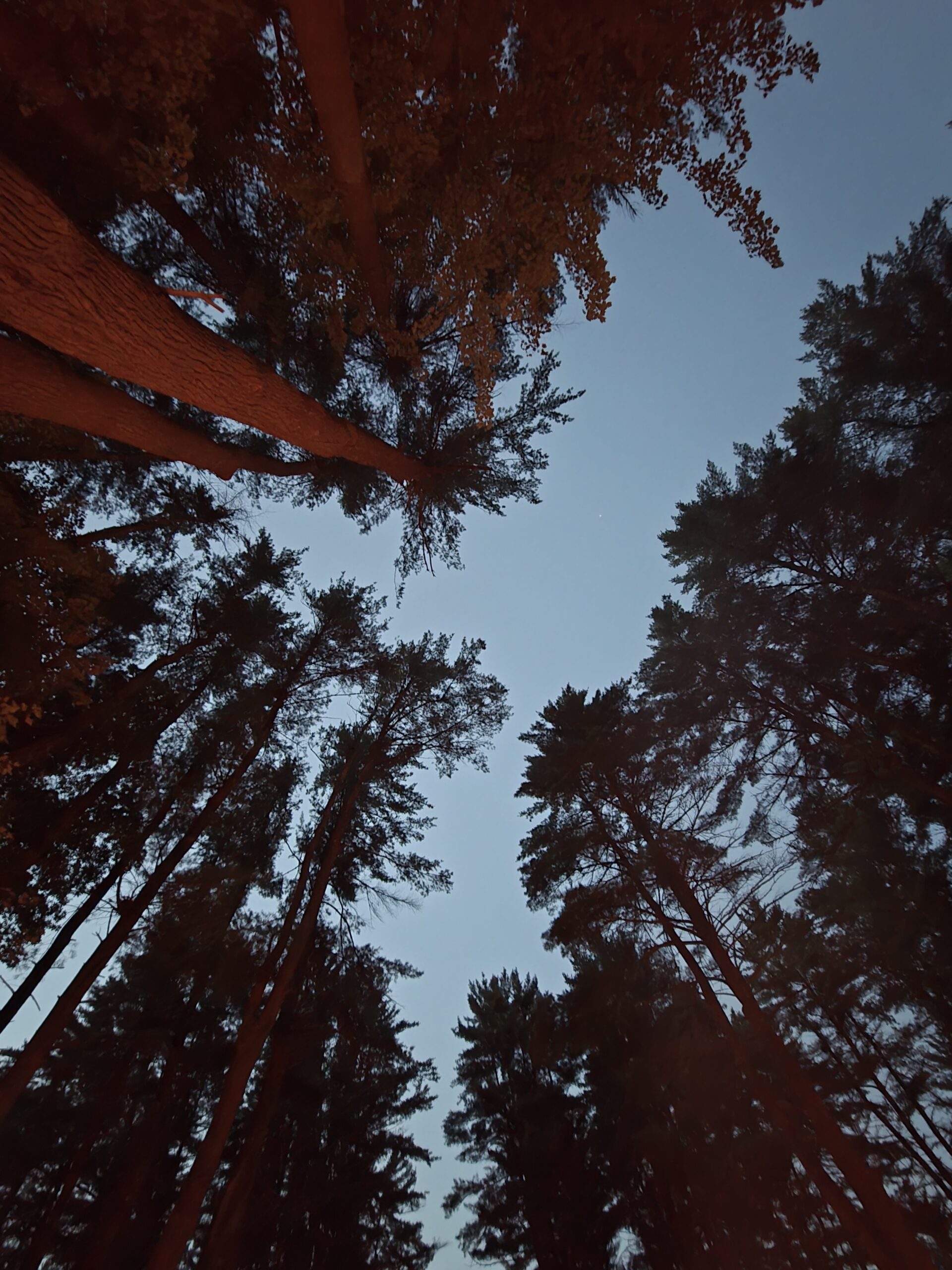 Samsung Galaxy Z Fold 7 trees ultrawide