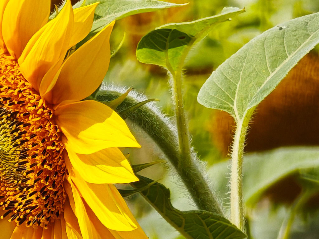 Xiaomi 15 Ultra 10x zoom sunflower