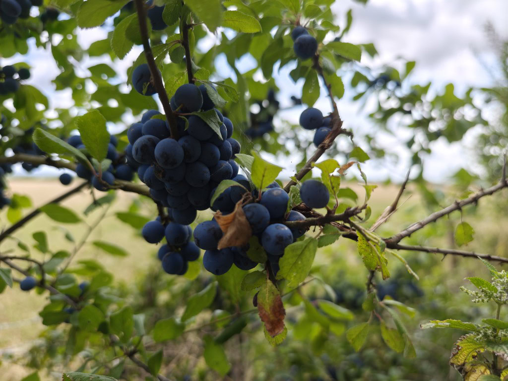 Xiaomi 15 Ultra camera sample HDR berries