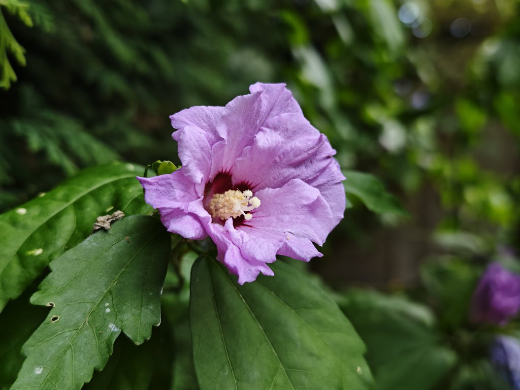 Xiaomi 15 Ultra camera sample flower color 2x