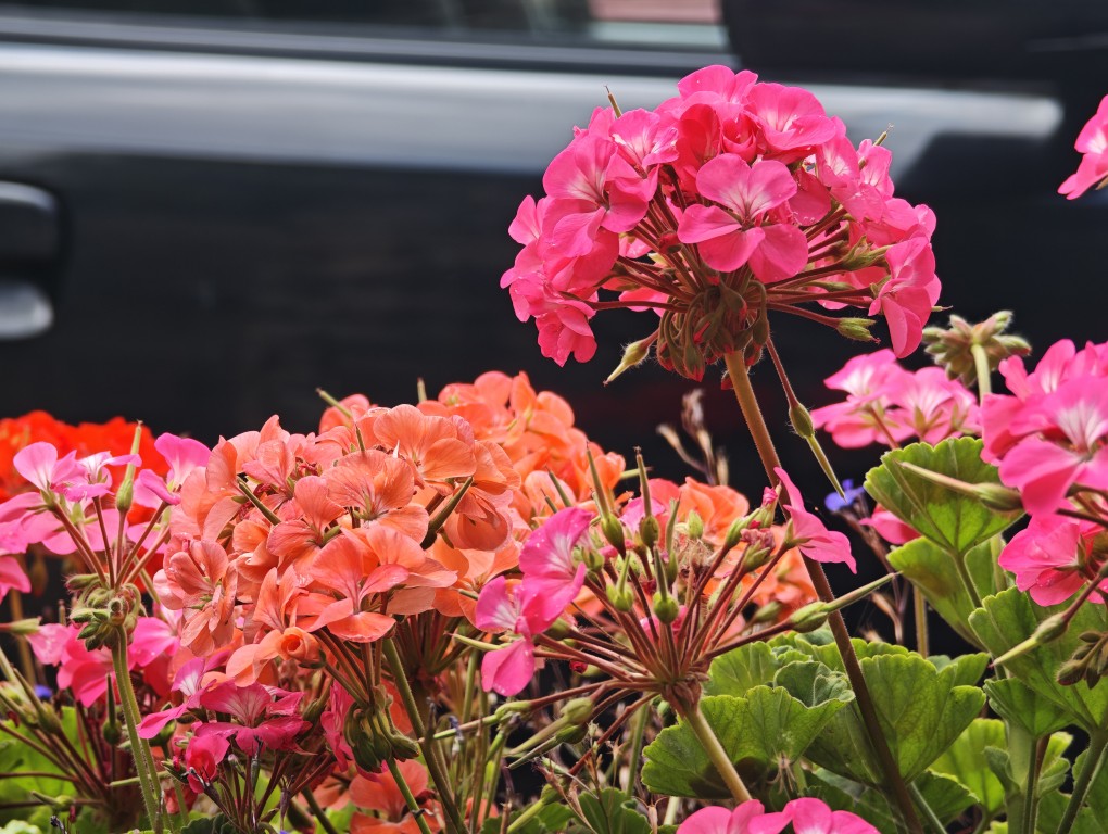 Xiaomi 15 Ultra camera sample flowers