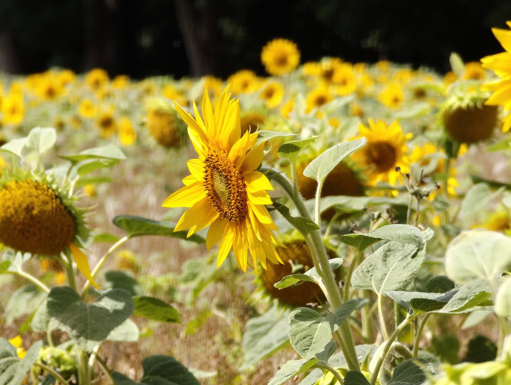 Xiaomi 15 Ultra camera sample sunflower 10x zoom