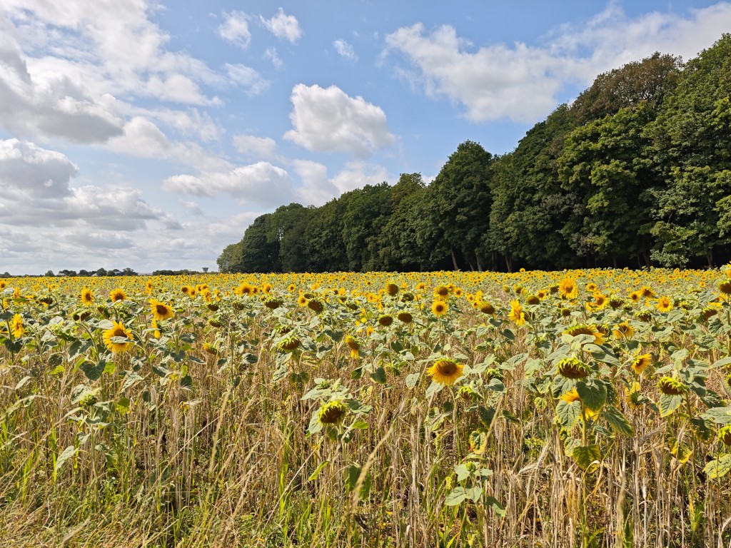 Xiaomi 15 Ultra camera sample sunflower field