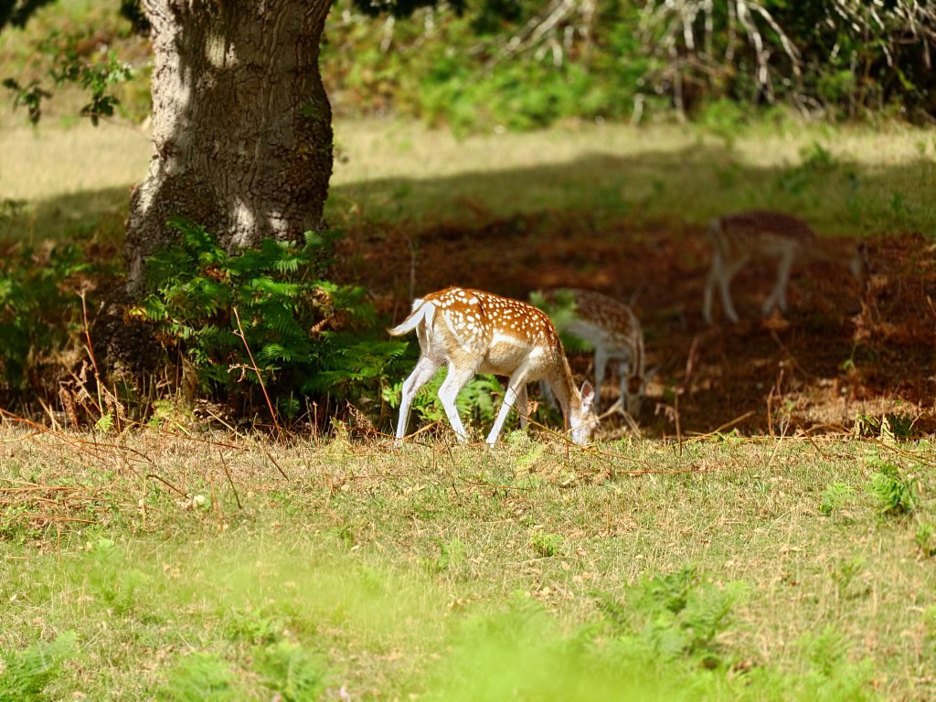 Xperia 1 VII camera sample 7x zoom deer