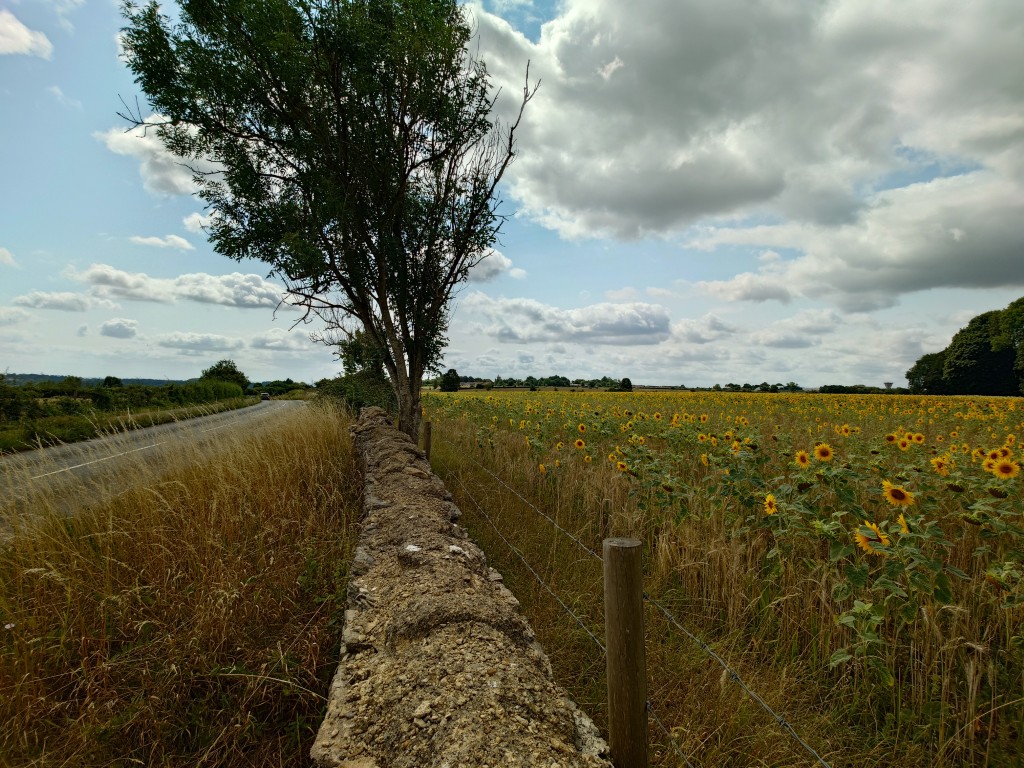 Xperia 1 VII camera sample ultrawide field