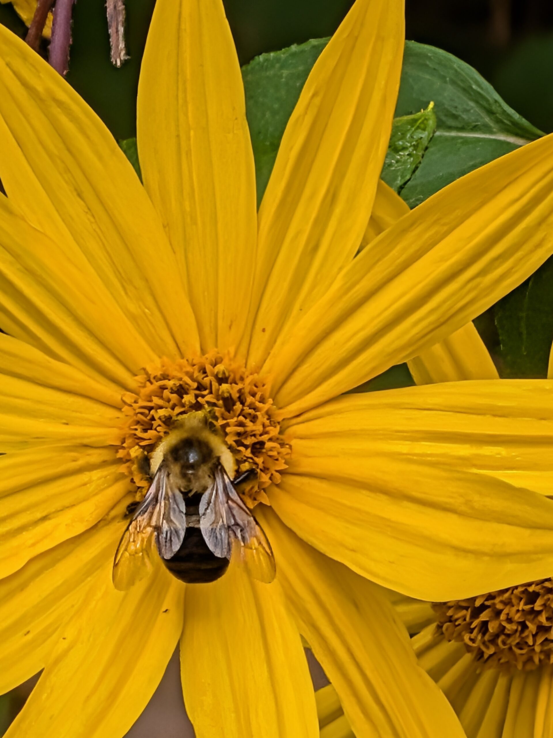 A photo of a yellow flower, taken with the Google Pixel 10.