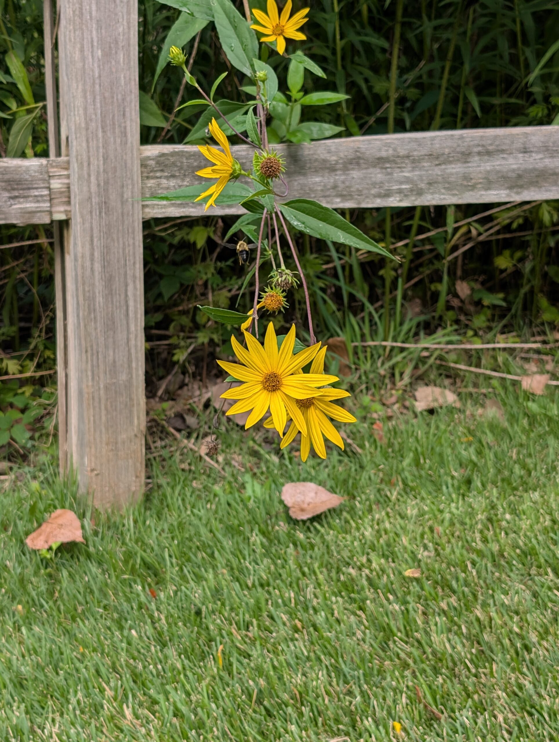 A photo of a yellow flower, taken with the Google Pixel 9.