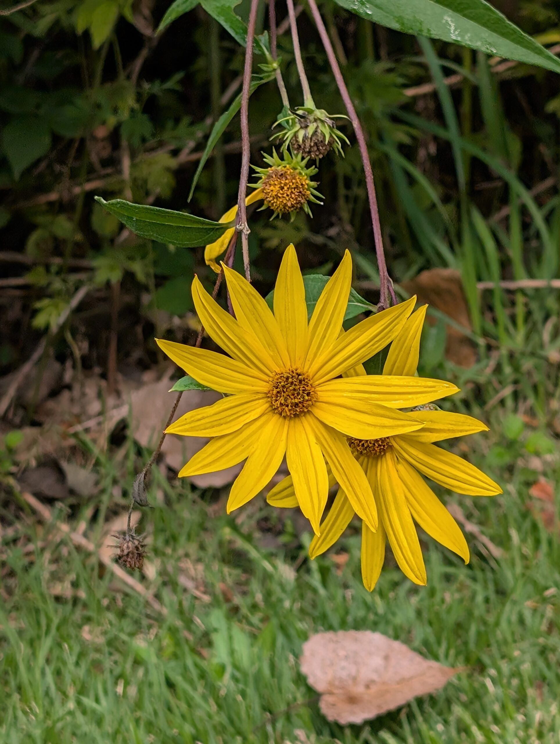 A photo of a yellow flower, taken with the Google Pixel 9.