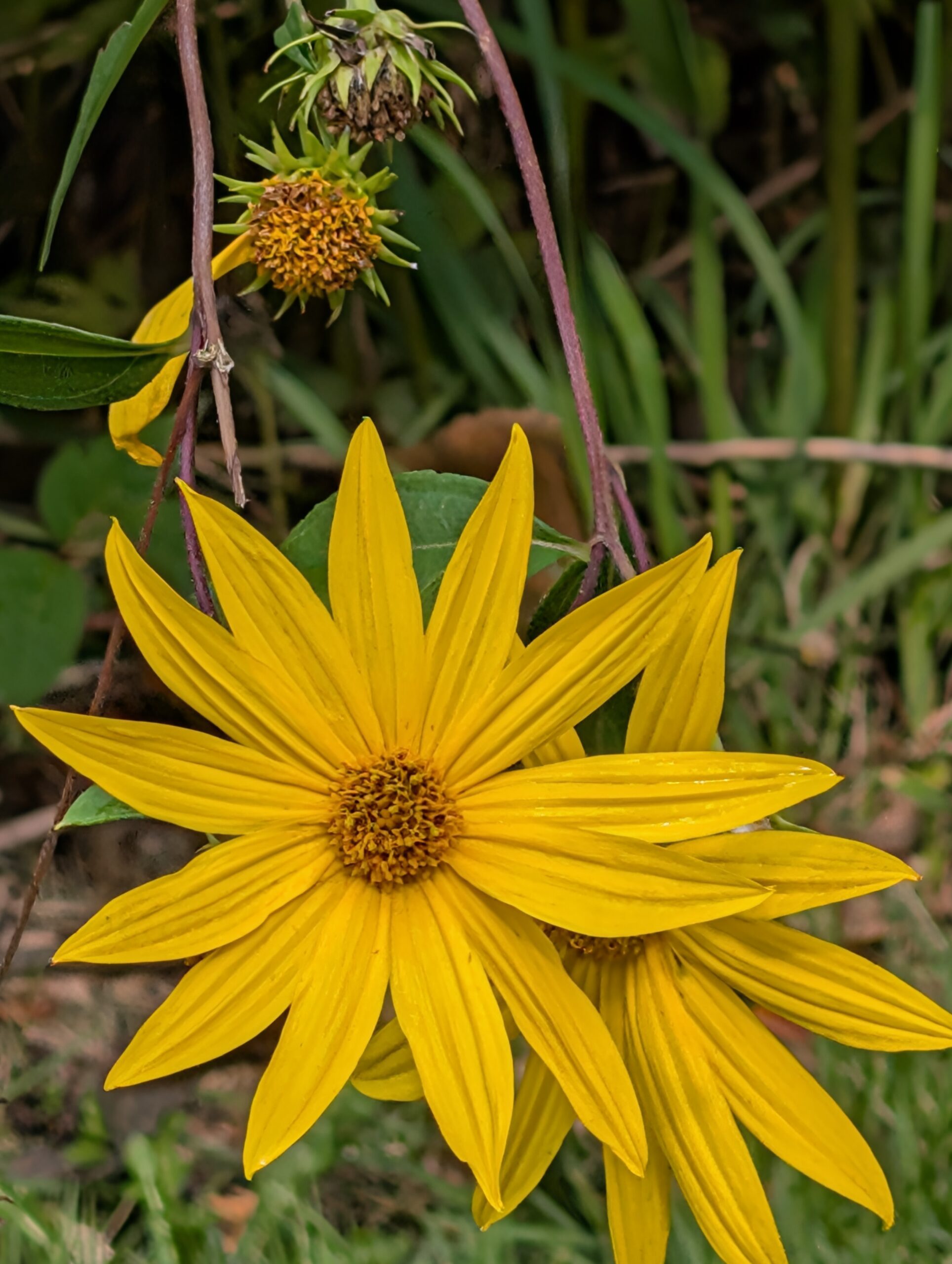A photo of a yellow flower, taken with the Google Pixel 9.
