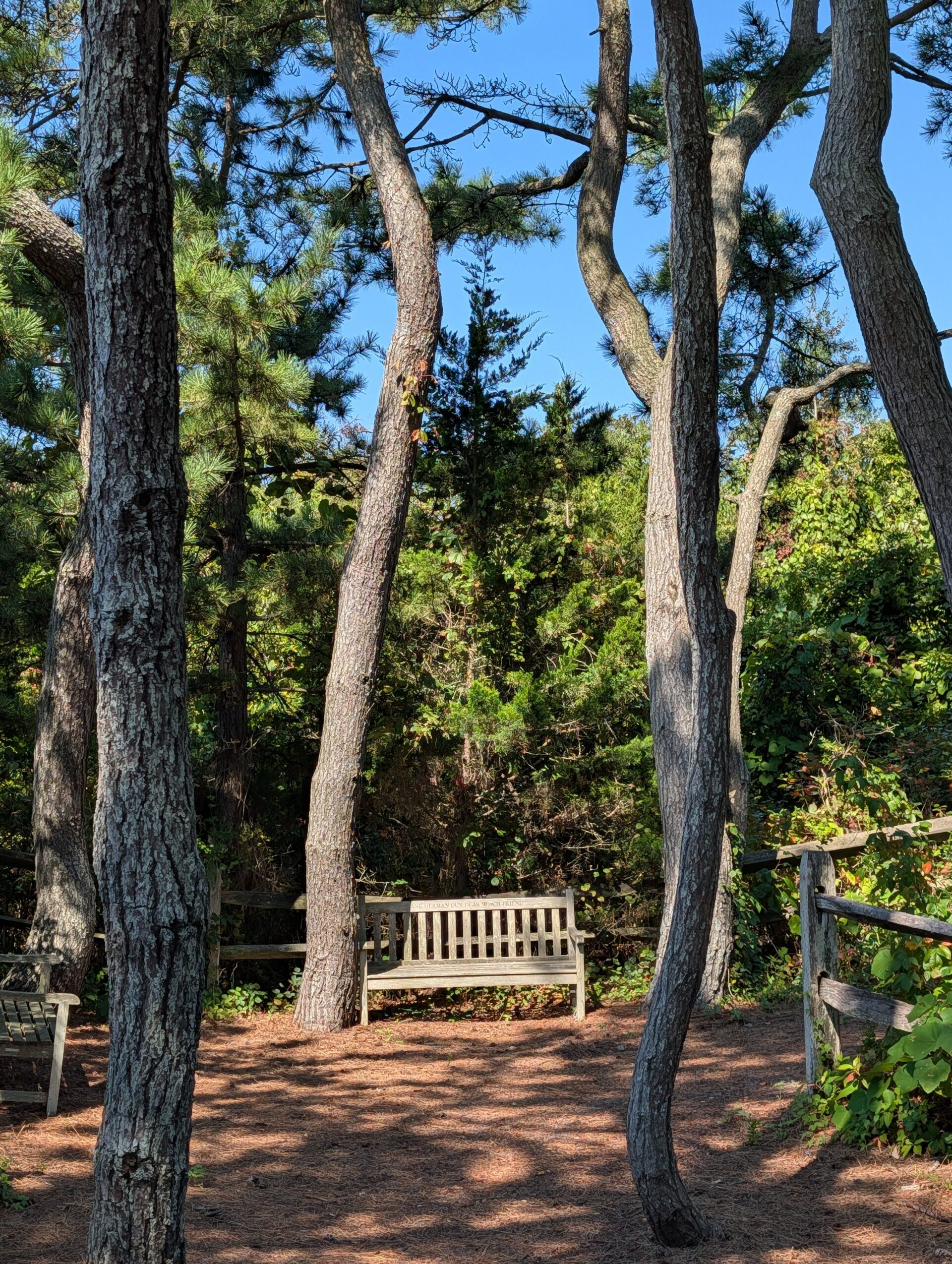 Google Pixel 10 Pro XL bench 2x zoom