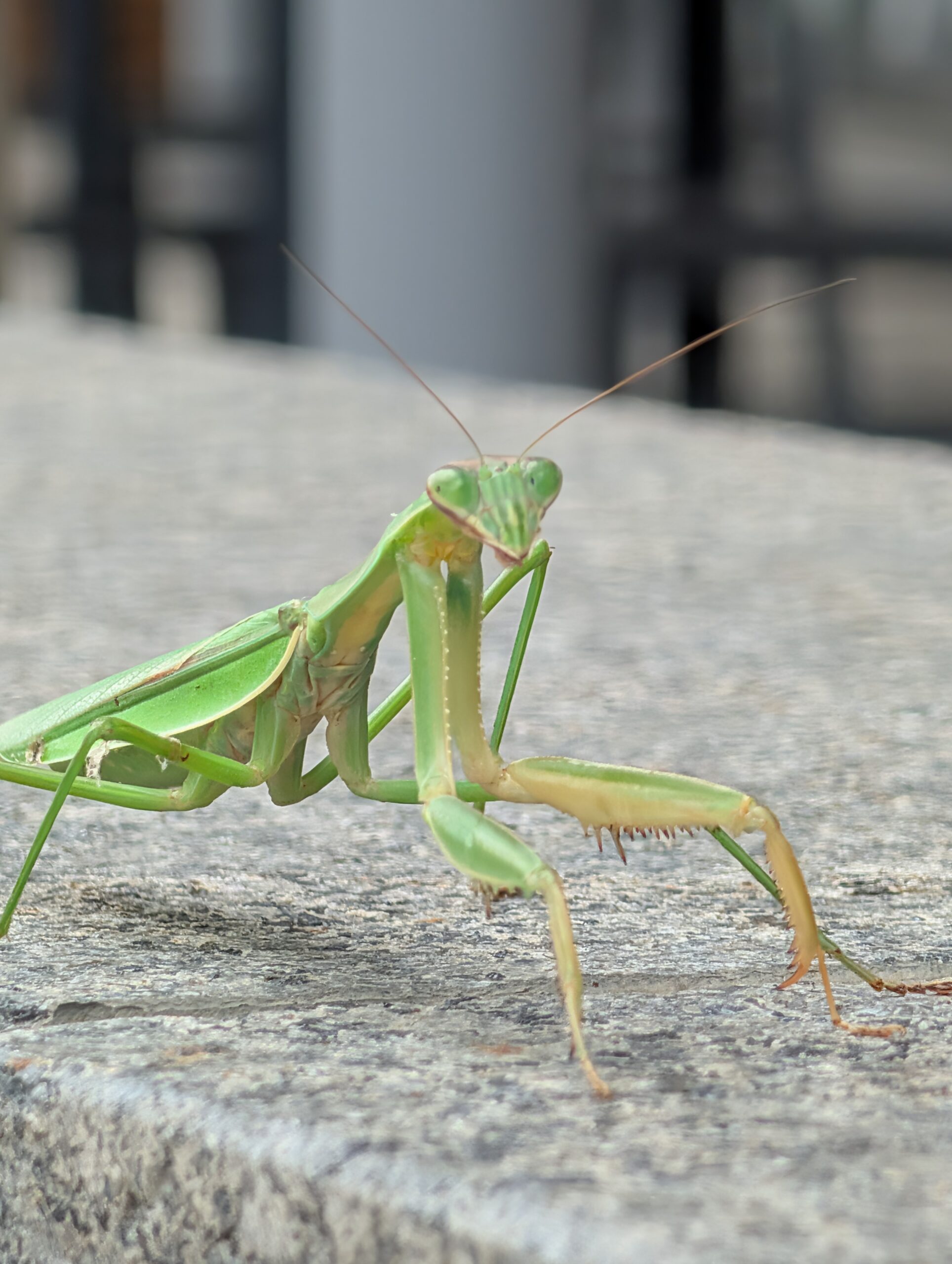 Google Pixel 10 Pro XL mantis 5x zoom