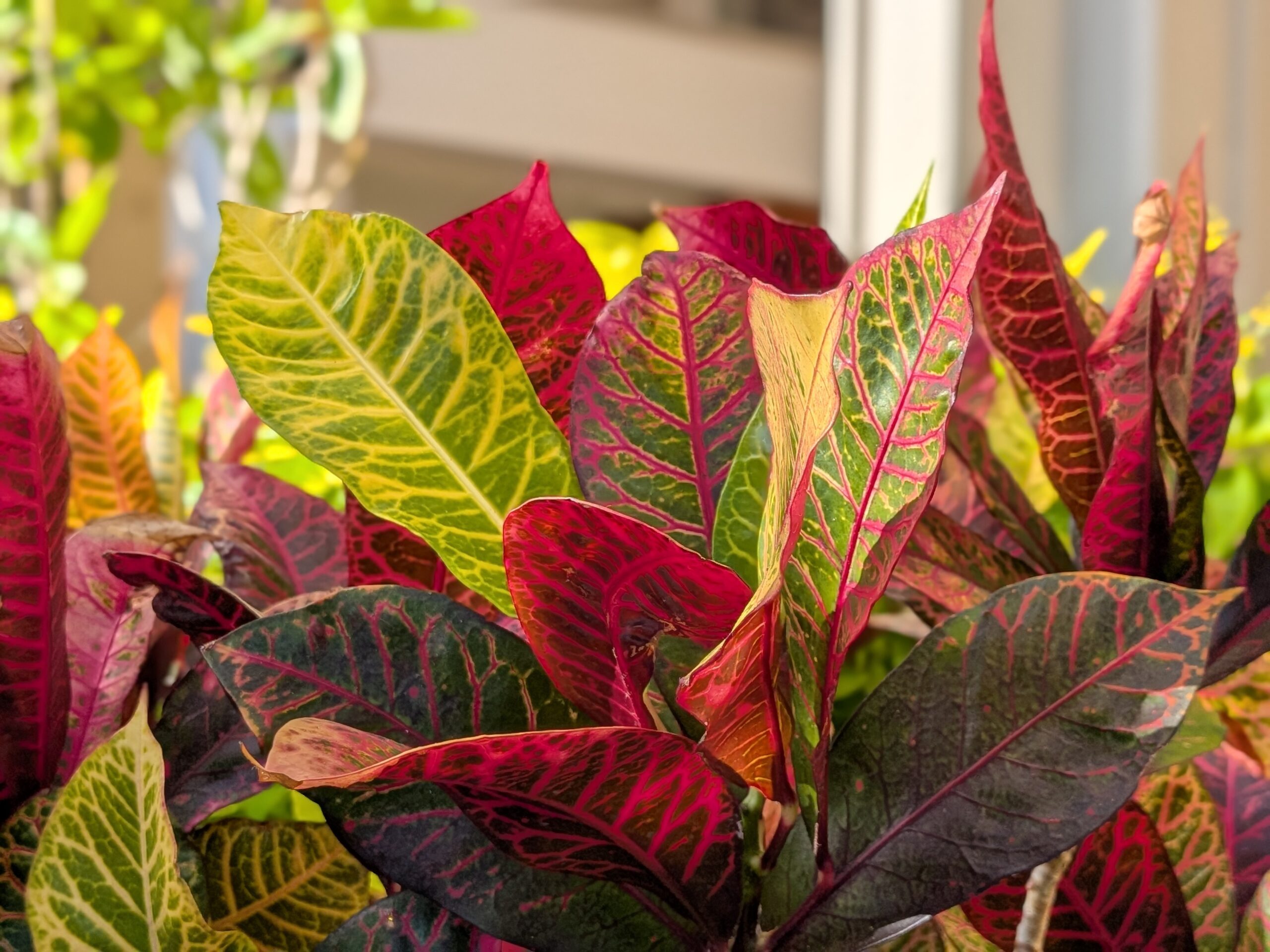 Pixel 10 Portrait (12MP)