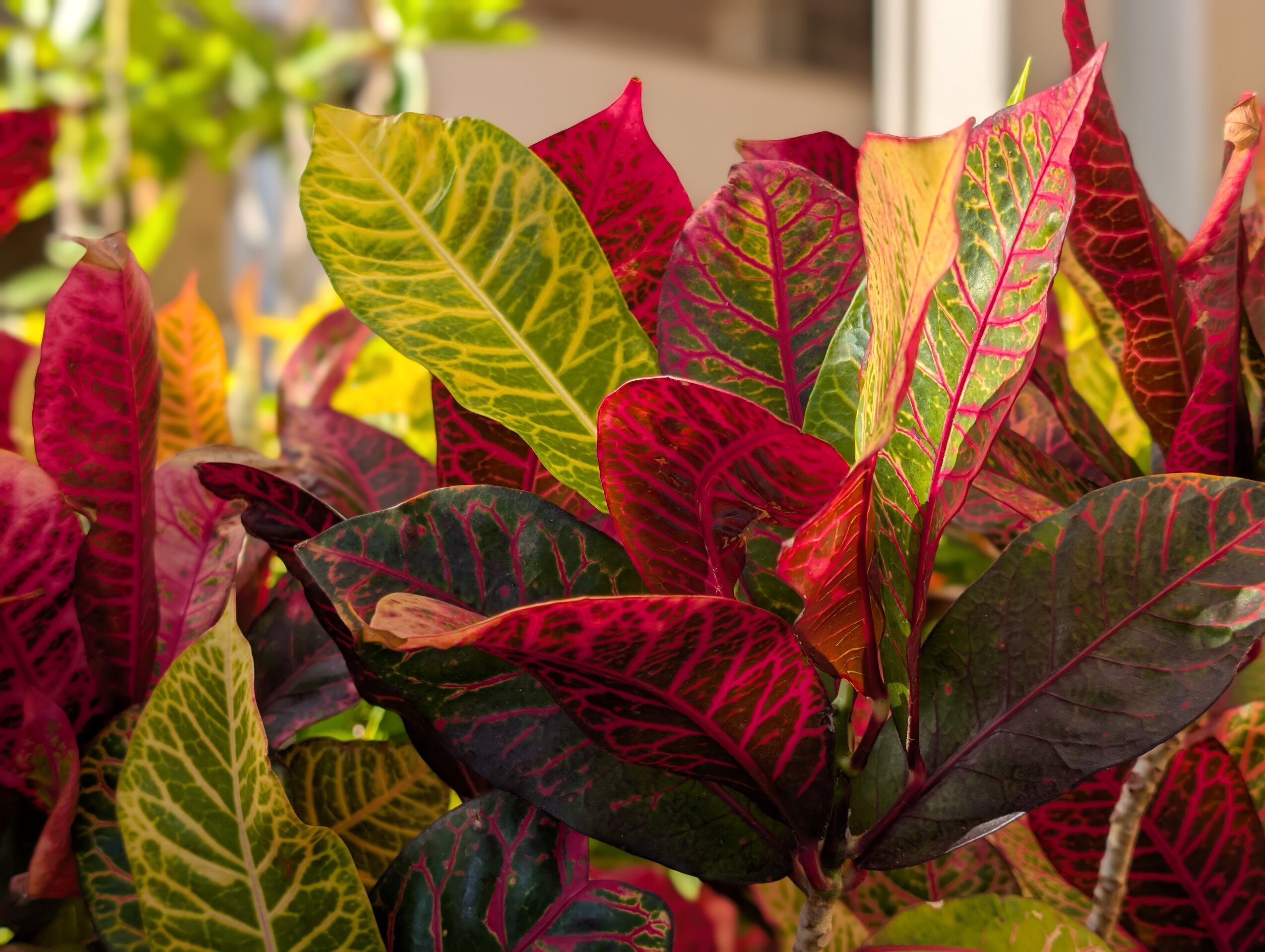 Pixel 10 Pro Portrait (50MP)