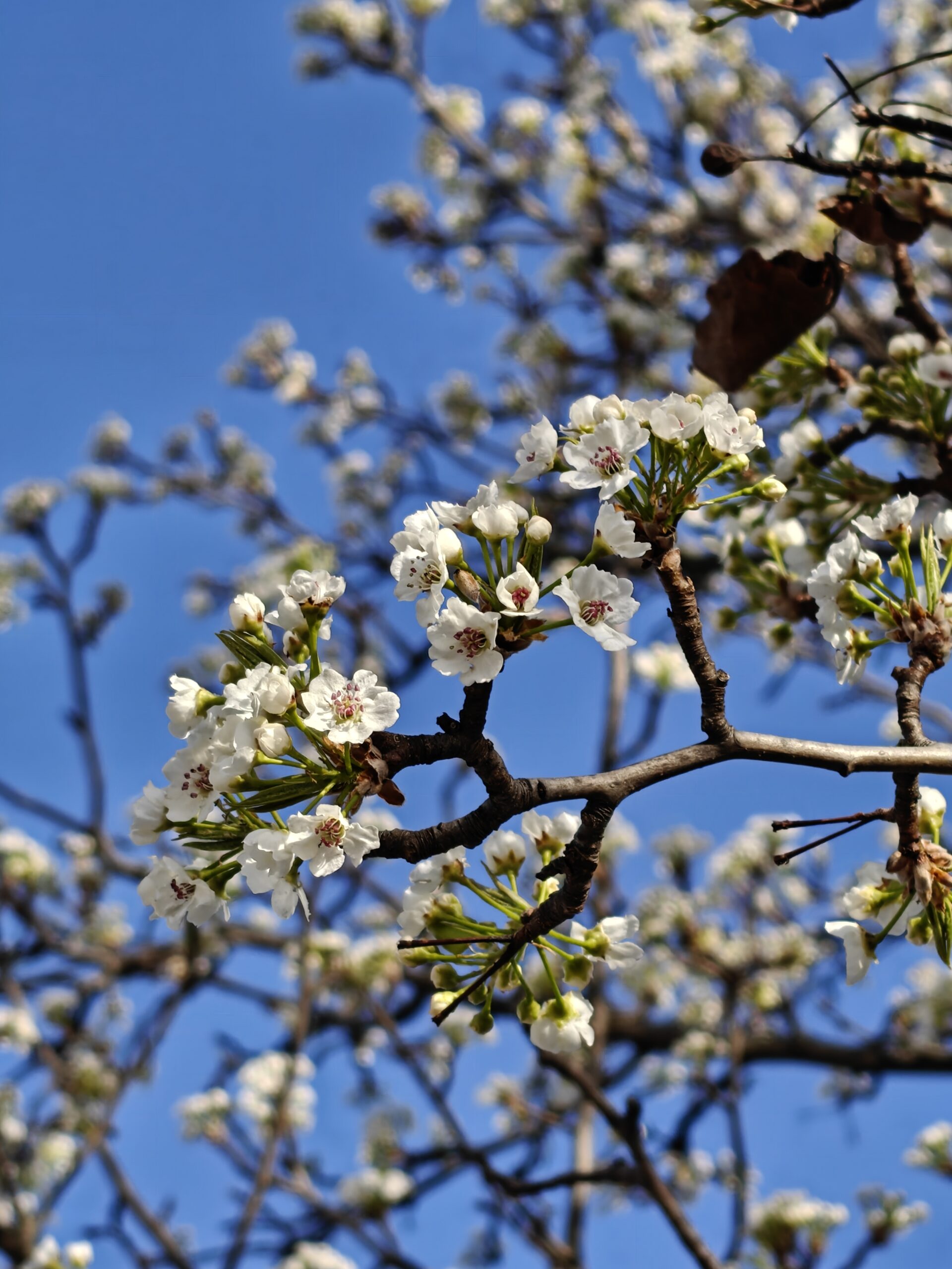 A photo of white buds on a tree, taken with the OnePlus 13.