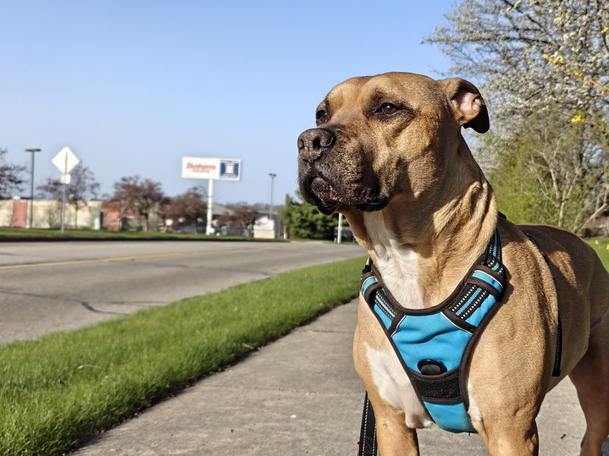 A photo of a dog wearing a blue walking vest, taken with the OnePlus 13.