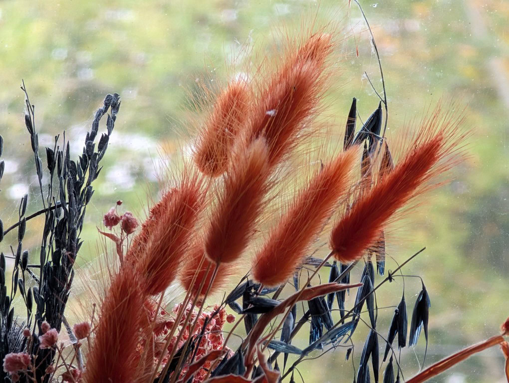 Pixel 9 Pro XL camera flower prem lens protector